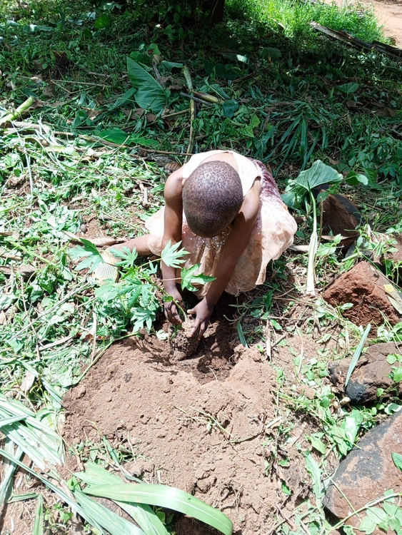  Fruit tree planting exercise